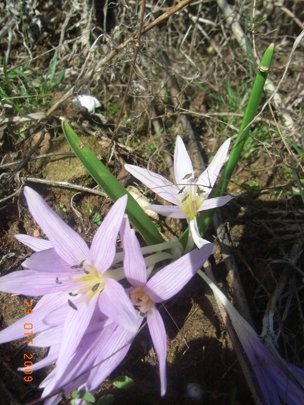 Colchicum cupanii / Colchico di Cupani